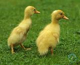 Indian Runner Duckling 9W027D-022